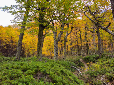 Golden Autumn Forest Hiking Trail in Villa La Angostura Patagonia
