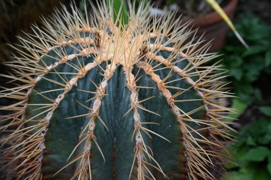 Close-up of Ferocactus glaucescens