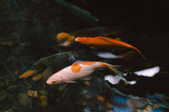 Several koi fish gliding gracefully through clear water