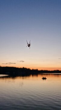 Macro Shot of a Spider Climbing Silk Thread Against a Night Sky. Vertical video.