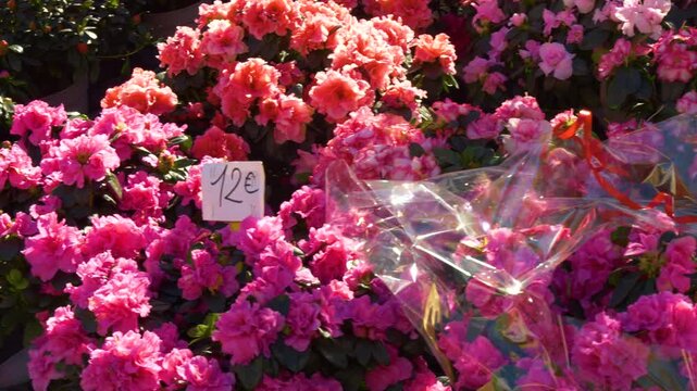Colorful spring flower display in Nice France market