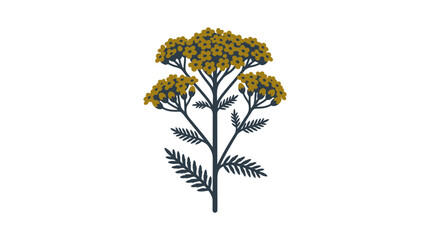 Yellow yarrow wildflower clusters with green leaves illustration. © guinkof