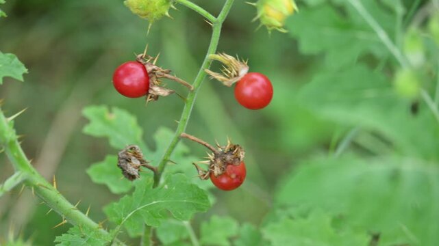Red berries of Solanum sisymbriifolium. It&nbsp;is commonly known as&nbsp;vila-vila plant,&nbsp;sticky nightshade,&nbsp;red buffalo-bur,&nbsp;litchi tomato and&nbsp;Morelle de Balbis. Beautiful red and round wild berries.