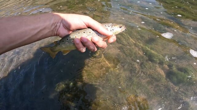 Fisherman holding a small caught Brown Trout (Salmo trutta) in his hand over a river bank. Summer outdoor sport fishing and angling gear.