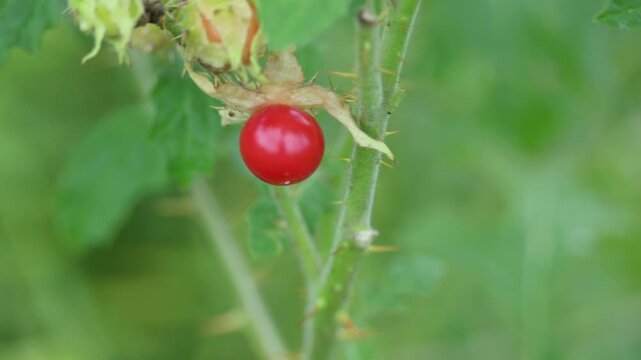 Red berries of Solanum sisymbriifolium. It&nbsp;is commonly known as&nbsp;vila-vila plant,&nbsp;sticky nightshade,&nbsp;red buffalo-bur,&nbsp;litchi tomato and&nbsp;Morelle de Balbis. Beautiful red and round wild berries.