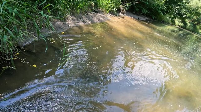 POV fisherman successfully netting a caught European chub (Squalius cephalus) in a shallow river stream. Sport fishing action.
