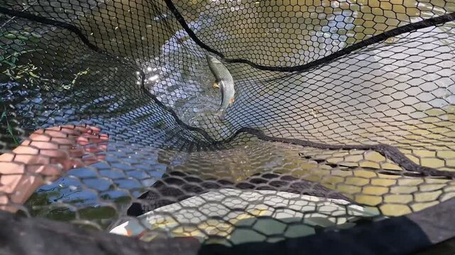 POV close-up of an angler holding a small European chub (Squalius cephalus) inside a black landing net over the water.