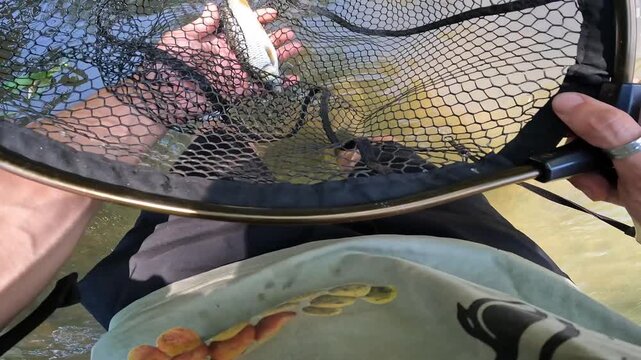 POV fisherman gently handling a caught European chub (Squalius cephalus) in a landing net before releasing it back to the river.