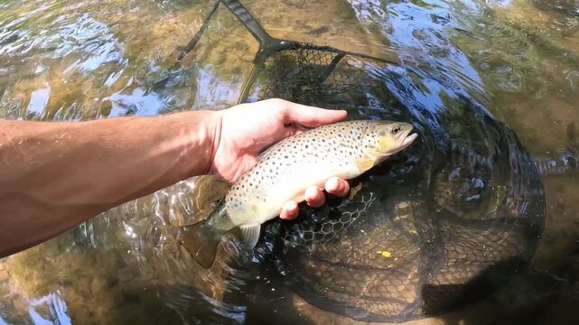 Catching a wild Brown Trout (Salmo trutta) in a forest river. Fisherman holding the fish in a net before release.