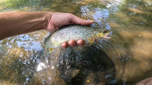 Close-up of a beautiful wild Brown Trout (Salmo trutta) with red spots held by a fisherman over a river.
