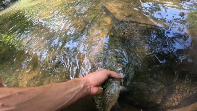 POV fisherman holding a Brown Trout (Salmo trutta) in the strong river current, sustainable catch and release fishing.
