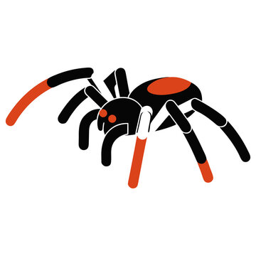 Black and Orange Tarantula Spider Vector Illustration