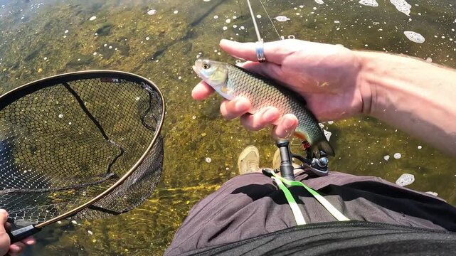 POV angler showing a freshly caught European chub (Squalius cephalus) over clear river water with fishing gear.