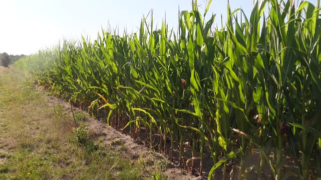 Corn Field. Agriculture. Green Maize Farm. 