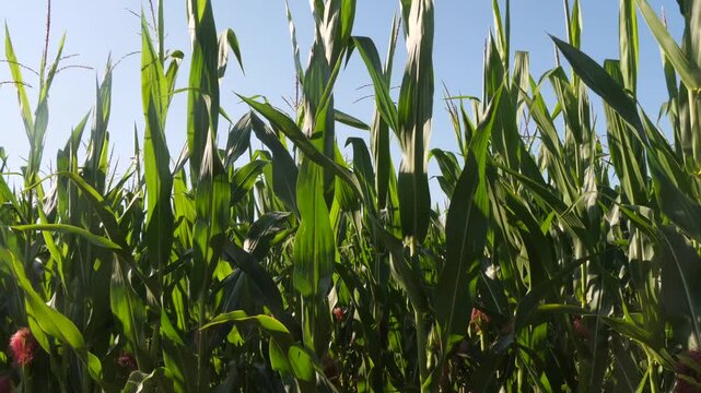 Corn Field. Agriculture. Green Maize Farm. 