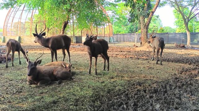 Group of deer resting and standing in an outdoor enclosure