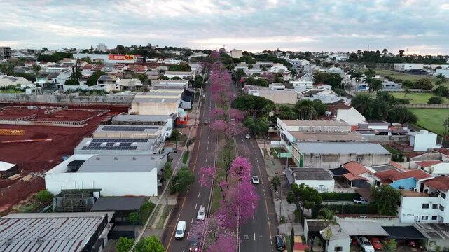 Maring&aacute;, Paran&aacute;, com a florada dos Ip&ecirc;s pelas avenidas, um contraste dos corredores rosa e roxo em meio ao verde e cinza. 
Aerial drone view of purple ip&ecirc; trees blooming in Maring&aacute;, Paran&aacute;, Brazil