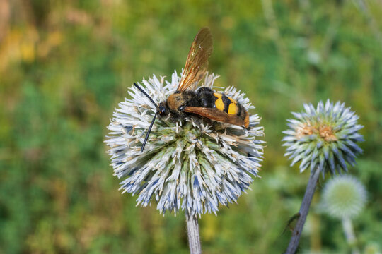 Megascolia maculata, also known as the mammoth wasp or giant scolia on a echinops flower. Top view