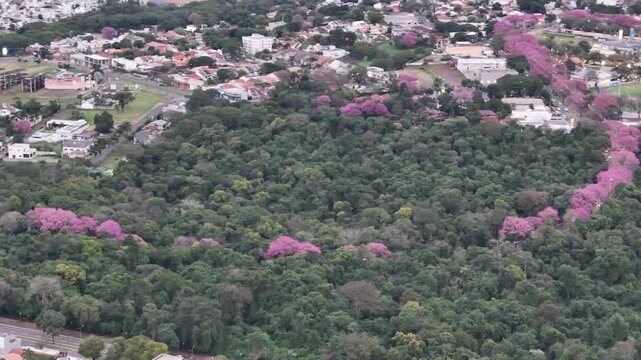 Maring&aacute;, Paran&aacute;, com a florada dos Ip&ecirc;s pelas avenidas, um contraste dos corredores rosa e roxo em meio ao verde e cinza. 
Aerial drone view of purple ip&ecirc; trees blooming in Maring&aacute;, Paran&aacute;, Brazil