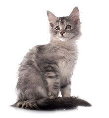 maine coon kitten © cynoclub