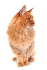 maine coon cat © cynoclub