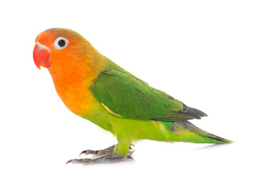 Naklejka na ściany i meble young fischeri lovebird