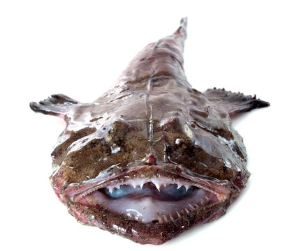 monkfish