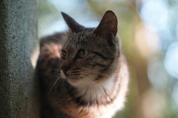 Close-up of a frightened stray cat © Taka