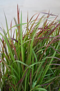 Japanese blood grass (Imperata cylindrica)