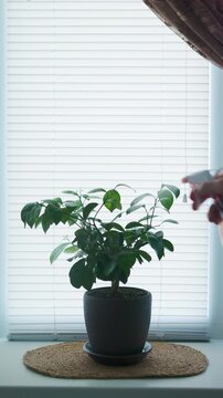 Close up of hand spraying tangerine tree houseplant with water spray bottle with HQ sound