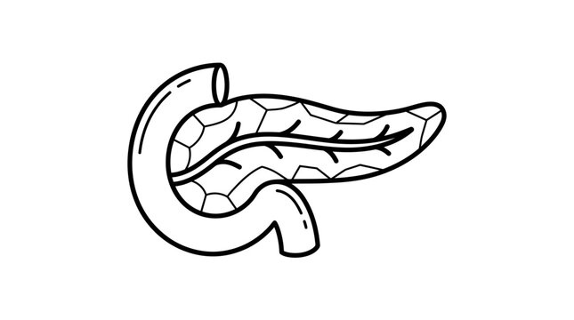 Pancreas and Duodenum Anatomy Icon