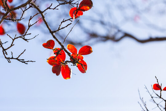 Small red orange rounded leaves on twigs of wintry tree