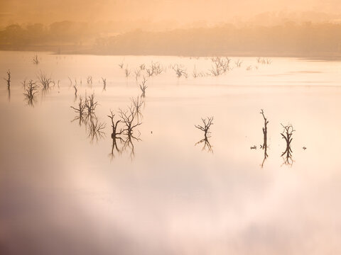 Aerial view of dead tress in a reservoir during a foggy sunrise