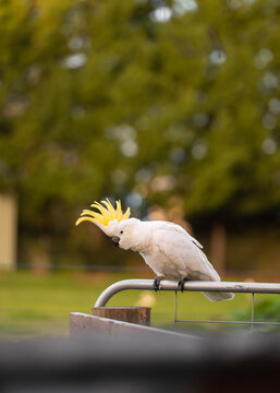 Yellow-crested white cockatoo perched on railing in garden setting