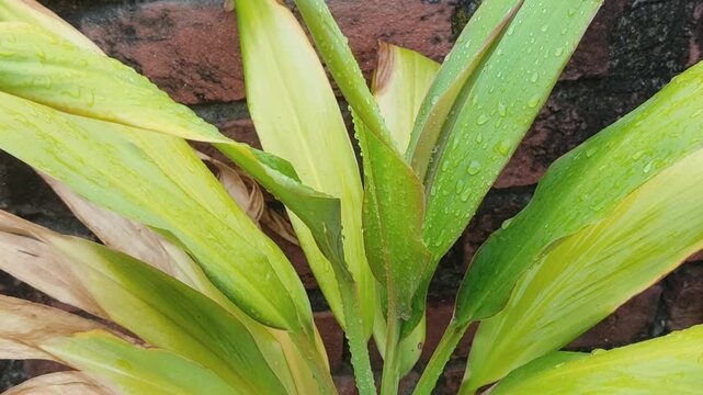 Close-up of fresh dew drops on vibrant green and yellow hosta leaves in natural light.