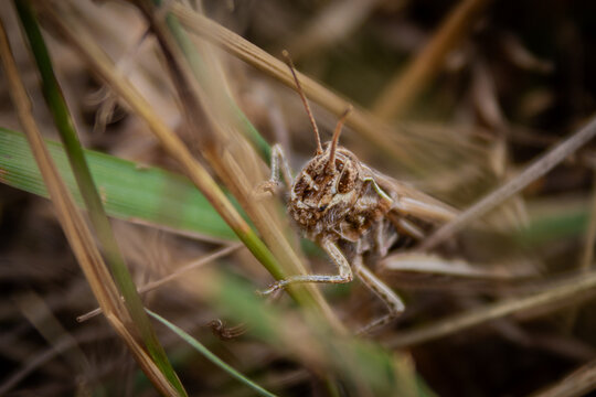 Macro close-up portrait of a grasshopper among dry grass in a natural meadow. Detailed insect wildlife photography with selective focus.