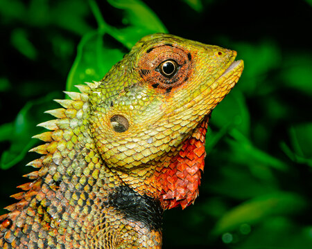 Side profile macro of a male garden lizard showing its spiky crest and red throat.