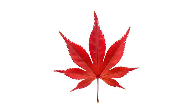 Red canadian maple leaf illustration