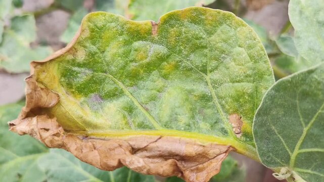 holding green leaf