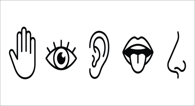 Five human sense organs depicted as linear icons against a white background anatomy body ear