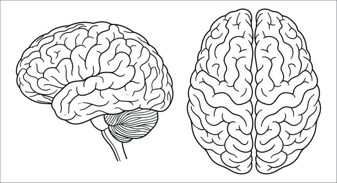 Human brain illustration detailed line drawing with side and front views on a white background