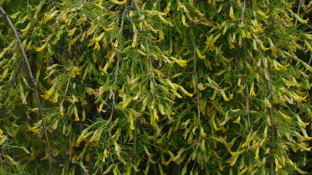 Forsythia branches covered in bright yellow blossoms provide a dense and vibrant seasonal display in a lush garden setting that captures the essence of early spring growth during a sunny morning.