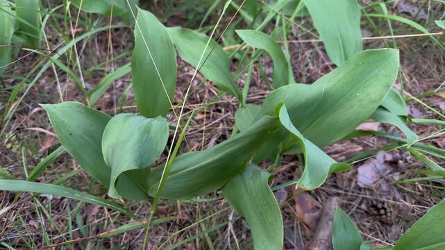 Close-up of lush green lily of the valley leaves growing on a forest floor among pine needles and grass. Nature, botanical, spring foliage