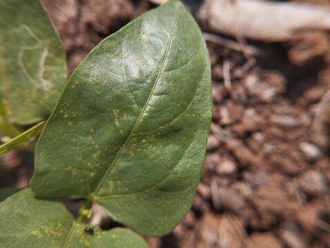 Healthy yardlong bean seedling with green foliage planted in cultivated soil.