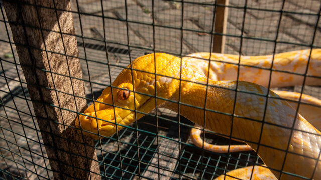 albino python in a cage