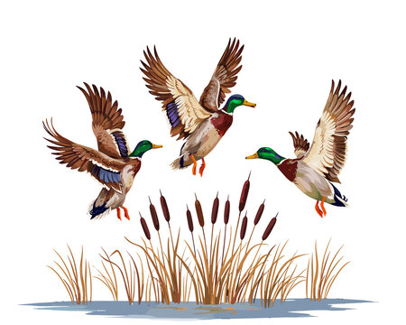 Mallard Ducks Flying Cattails Marsh Waterfowl Hunt