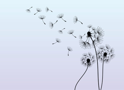 Wild flower dandelion with free space for text.  Vector flower for background, dandelion flying wall decal children's room 