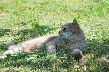 Naklejka premium Relaxed grey tabby cat lying on fresh green grass in a sunny garden.