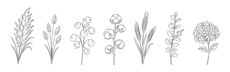 Boho dried flowers line art set with pampas grass, lagurus, lunaria, cotton, wheat, eucalyptus and hydrangea © Мария Князь