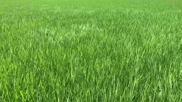 風に揺れる稲 緑の稲穂 風景 田んぼ 成長中 風景